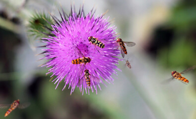 Marmalade fly (Episyrphus balteatus) on a flower