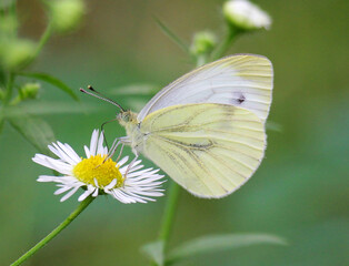 A butterfly from the genus Pieridae is on the flower