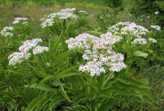In nature, elderberry herbaceous (Sambucus ebulus) blooms