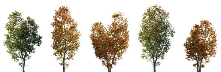 Obraz premium Set of 5 autumn large and medium Ash Fraxinus trees isolated png on a transparent background perfectly cutout