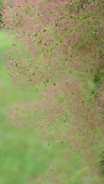 Vertical video of cotinus or smoke tree fluffy flowers close up