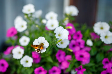 Polish hummingbird on beautiful flowers. Hummingbird Hawk-moth  © TomaszGwóźdźFoto