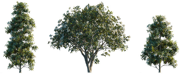 Set of 3 Magnolia Grandiflora (Southern Magnolia, Bull Bay Grandiflora) isolated png on a transparent background perfectly cutout © Viktoria