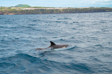 Wild dolphin swimming at the surface of the Atlantic ocean near São Miguel Island, Azores, Portugal. Short beaked common dolphins (Delphinus delphis)