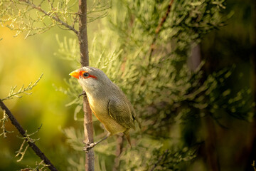 Bird on branch