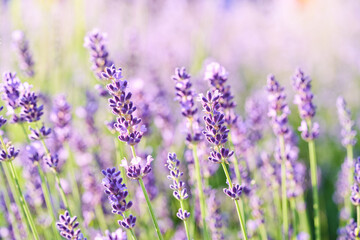 Lavender flower blooming scented field. Bright natural background with sunny reflection.	