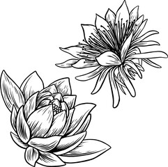 hand drawn illustration of a flower vector