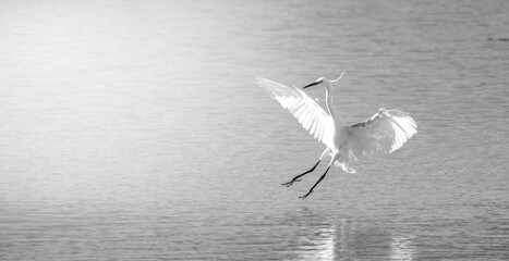 Black and White Egret