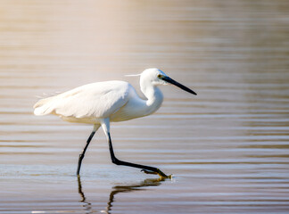 Egret moving