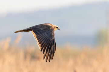 The western marsh harrier or Eurasian marsh harrier (Circus aeruginosus) large bird of prey.