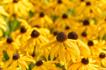 Black eyed susan - rudbeckia flowers	              