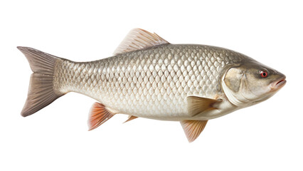 Obraz premium PNG Fish seafood animal carp.