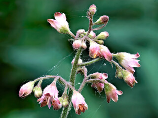 Extreme closeup (macro) of coral bells flower spike with tiny bell-shaped blossoms isolated against a dark green background. Fine silk threads of spider web are attached to flower.