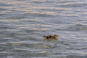 Duckling alone