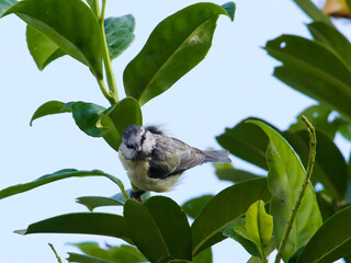 bluetit perching on a twig