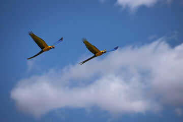 Blue-and-yellow macaw (Arara-canindé) couple flying in the blue summer sky
