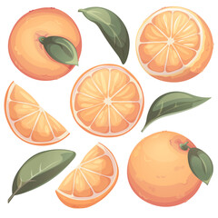 Oranges collection. Set fresh orange fruits and slice with leaves. Illustration for grocery shop, cafe, bar, party, food concept, recipe. Vector illustration for menu, poster, banner, website, print