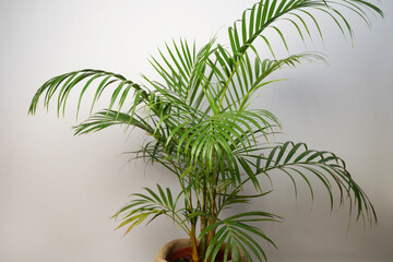Obraz premium Howea palm, indoor plant in a pot.