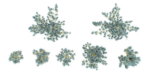 bule chalksticks Trees collection with realistic style from top view