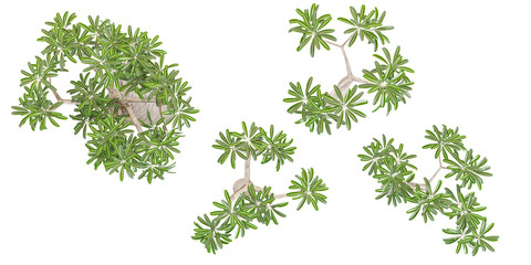 Madagascar trees with transparent background, 3D rendering, for illustration, digital composition, architecture visualization from the top view