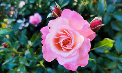 Rosa Sabina illuminata dal sole con ragno Rosa lucieae Franch. & Rochebr. ex Crép.