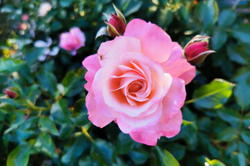 Rosa Sabina illuminata dal sole con ragno Rosa lucieae Franch. & Rochebr. ex Crép.