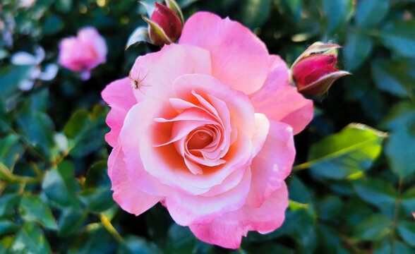 Rosa Sabina illuminata dal sole con ragno Rosa lucieae Franch. & Rochebr. ex Cr&eacute;p.