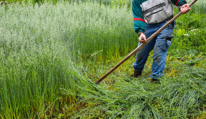 A farmer mows grass with a hand scythe, foraging in the countryside. A mature farmer mows young green rye for cattle feed.