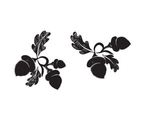 Set oak branches with leaves and acorns, black silhouettes on white background. oak leaf icon. Oak leaves and acorns. Oak tree branch, leaves and acorns vector image, the nuts of oak © Olesia