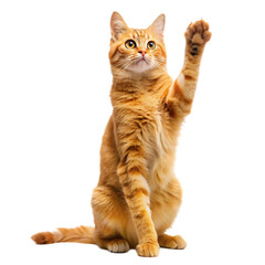 Obraz premium ginger cat stands on its hind legs and reaches up on a white isolated background. AI GENERATED
