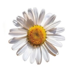 Fototapeta premium A cheerful daisy with a bright yellow center and white petals isolated on a white background