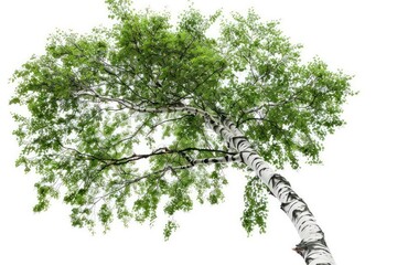 Fototapeta premium A graceful birch tree with distinctive white bark and delicate, fluttering leaves isolated on a white background