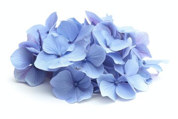 A hydrangea bloom with a dense cluster of blue petals isolated on a white background