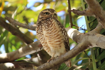 Coruja observando 