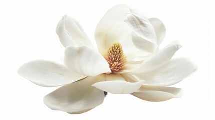 Obraz premium A magnolia blossom with creamy white petals and a subtle fragrance isolated on a white background
