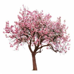 Obraz premium A peach tree with soft, pink blossoms and fuzzy fruit isolated on a white background