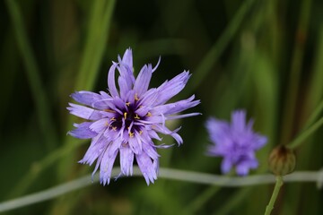 Catananche caerulea