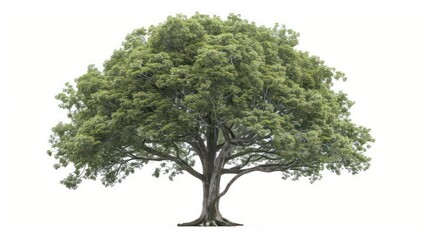 Obraz premium A stately beech tree with smooth, grey bark and a dense canopy of green leaves isolated on a white background