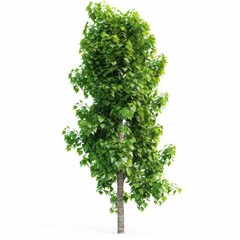 Fototapeta premium A tall poplar tree with a columnar shape and fluttering leaves isolated on a white background