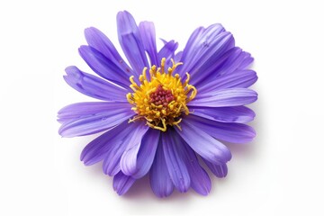 A vibrant aster with starshaped purple petals and a yellow center isolated on a white background