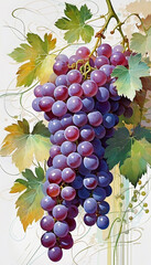 bunch of grapes, thin transparent lines, delicate transparent berries, with 3D effect 