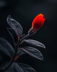 Flower, one flower, opened bud of scarlet color, leaves of cold gray shade, little detail, dark background, all outlined with contours of different thicknesses