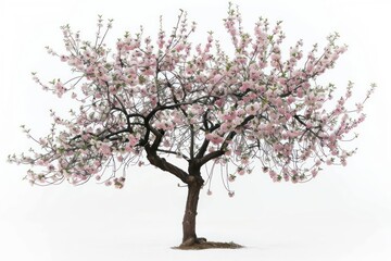 Obraz premium An almond tree with pale pink blossoms and green foliage isolated on a white background