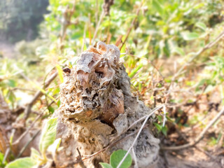 Large tree trunk split open by lightning, landscape, Nature in hill tree.