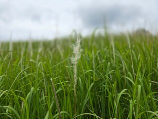 grass natural with bokeh effect background