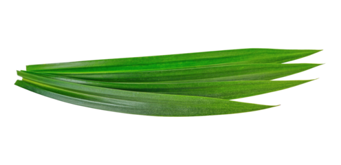fresh pandan leaves transparent png