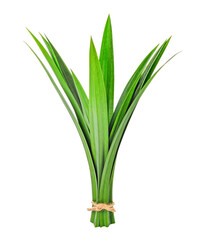 Obraz premium fresh pandan leaves transparent png