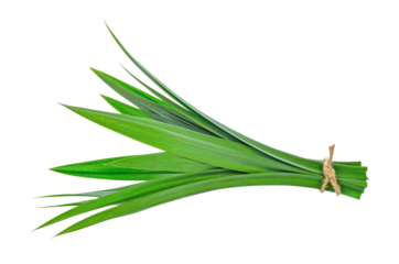 fresh pandan leaves transparent png