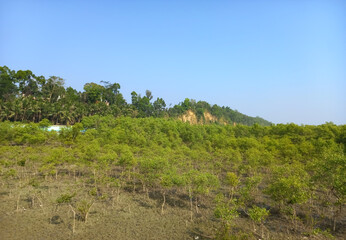 Obraz premium Landscape the Mangrove in Hong Kong Wetland Park
