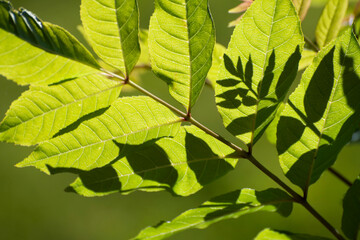 green leaves background